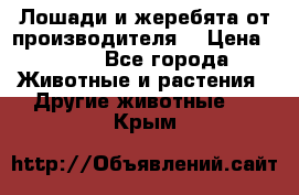 Лошади и жеребята от производителя. › Цена ­ 120 - Все города Животные и растения » Другие животные   . Крым